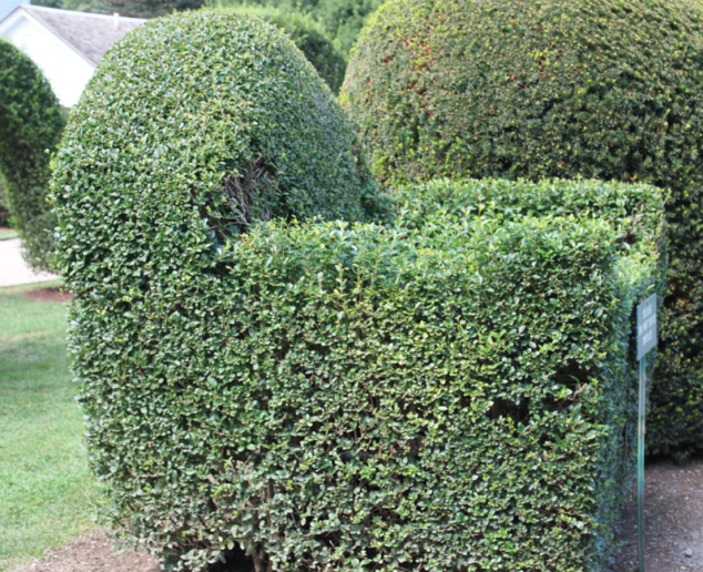 Chair made out of Bushes