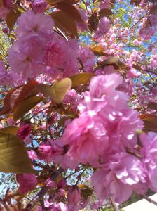 cherryblossom Cherry Blossoms