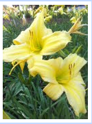 day lily day lily