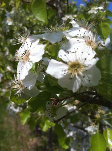 pearblossom Pear Blossom