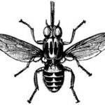 images-1