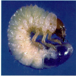 white-grub