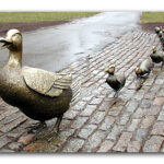 ducks-boston