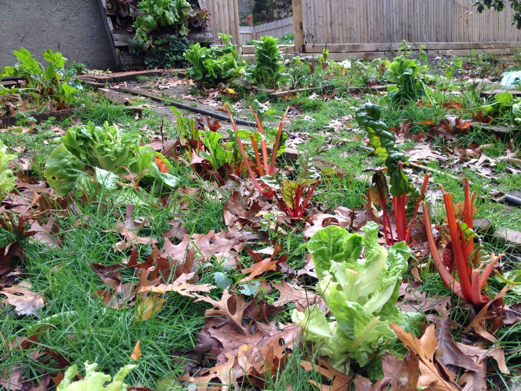 Swiss Chard that the deer got to