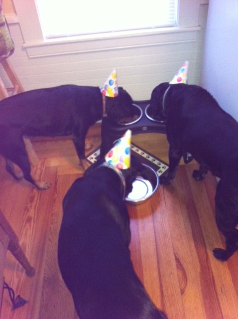 bdaydogs