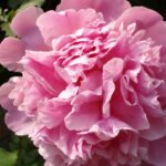 nature-flowers-pink-flowers-carnations-1680x1050-hd-wallpaper