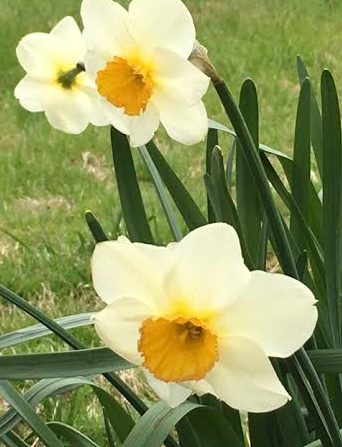 ~ Daffodils in my neighbor's yard, waving Hello ~