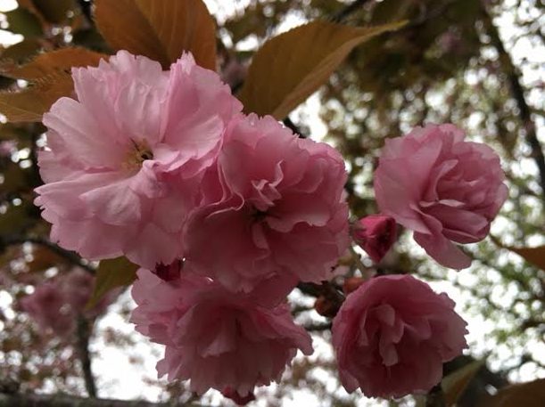 ~ Cherry Blossoms in Audrey & Matt's front yard ~