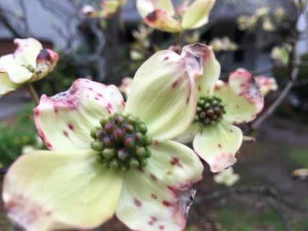 ~ A Dogwood tree in Audrey & Matt's yard ~