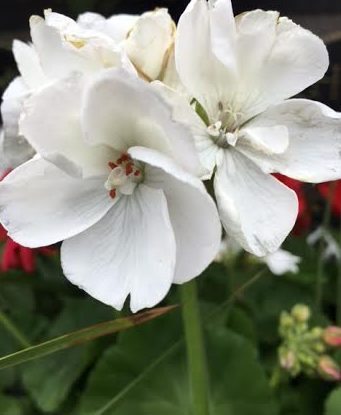 ~ These Geraniums were at my local Stop & Shop and I stopped to photograph them. I love Geraniums. Hint Hint, family, for Mother's Day! ~