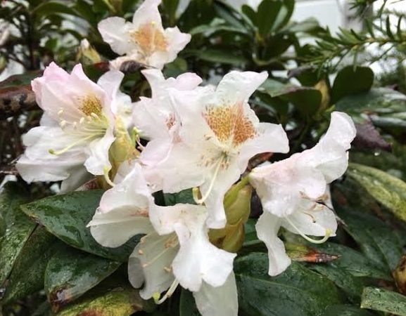 ~ A Rhododendron at my town library in Bristol, RI ~