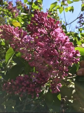 ~ Lilacs coming into bloom in my neighbor's yard, Bristol, RI ~