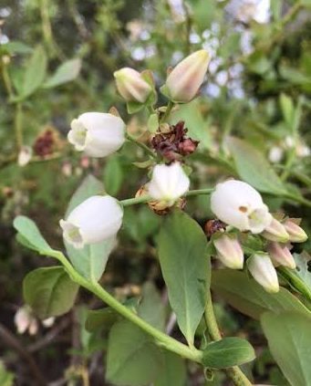 ~ Blueberry Bushes with their lovely spring blossoms in my back yard ~