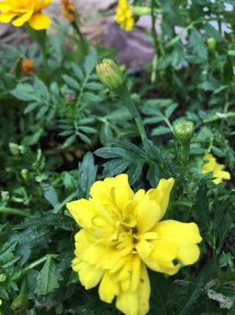 ~ Marigolds in my garden ~