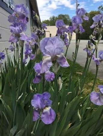 ~ Irises in a garden at the elementary school of 4 of my grandsons ~