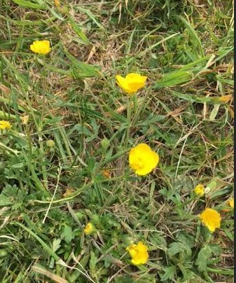 ~ A little gathering of Buttercups in a field in my local park ~